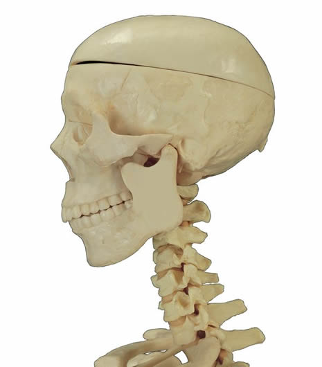 人体骨架分析图