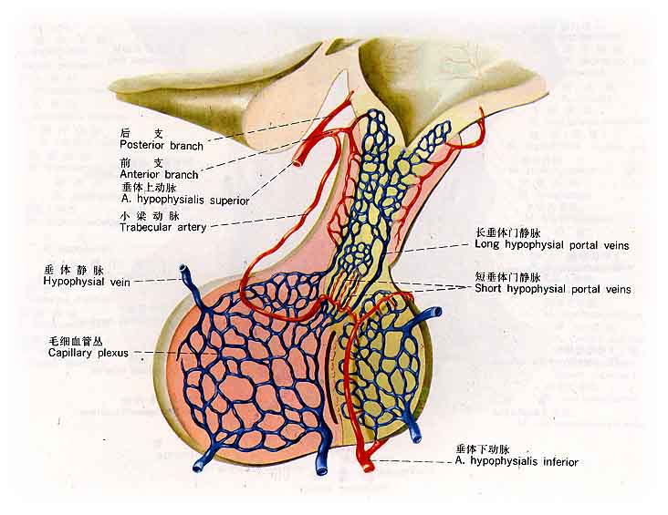 内分泌系统解剖图